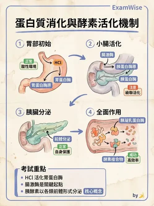 營養 - 蛋白質消化吸收與品質評估 - AI 圖文解析預覽
