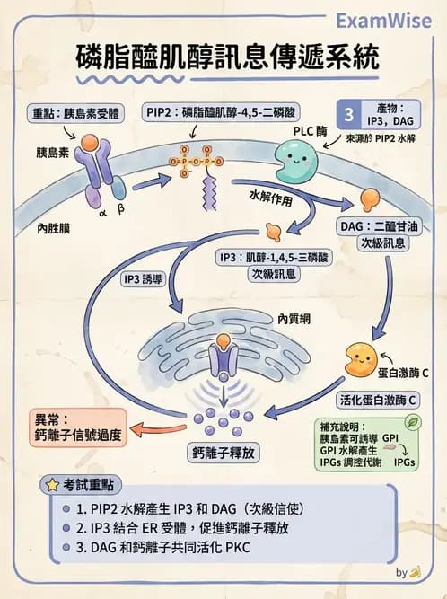 營養 - 脂肪酸種類與必需脂肪酸 - AI 圖文解析預覽