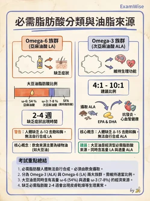營養 - 脂肪酸種類與必需脂肪酸 - AI 圖文解析預覽