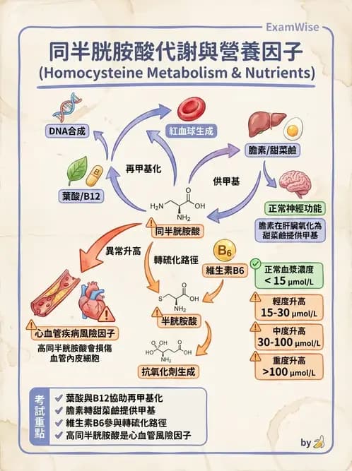 營養 - 單碳代謝與造血B群維生素 - AI 圖文解析預覽