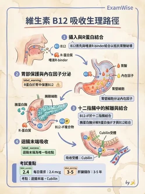 營養 - 單碳代謝與造血B群維生素 - AI 圖文解析預覽