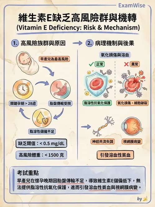 營養 - 維生素E - AI 圖文解析預覽