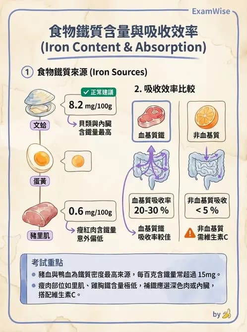 營養 - 鐵營養與貧血 - AI 圖文解析預覽