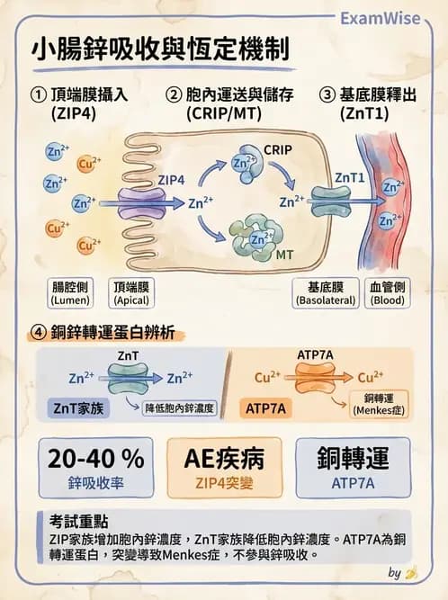營養 - 鋅與銅營養 - AI 圖文解析預覽