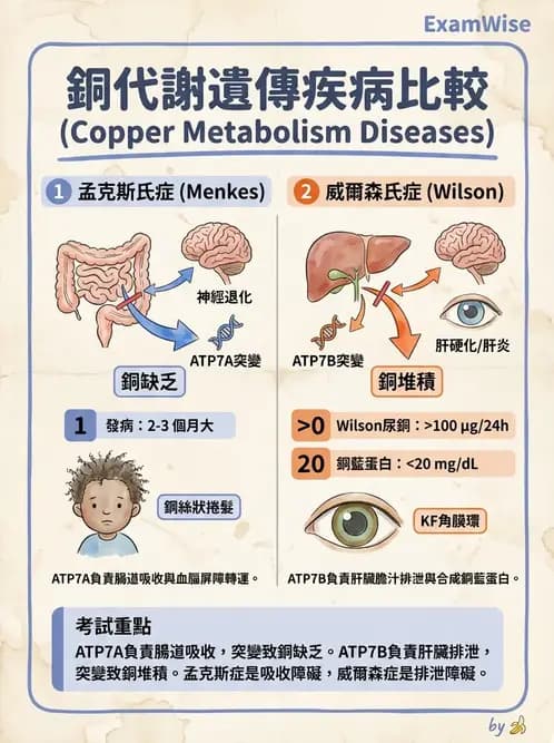 營養 - 鋅與銅營養 - AI 圖文解析預覽