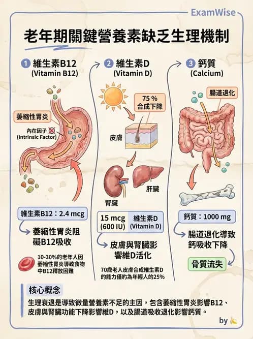營養 - 兒童青少年與老年營養 - AI 圖文解析預覽