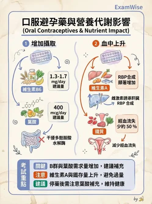 營養 - 單碳代謝與造血B群維生素 - AI 圖文解析預覽