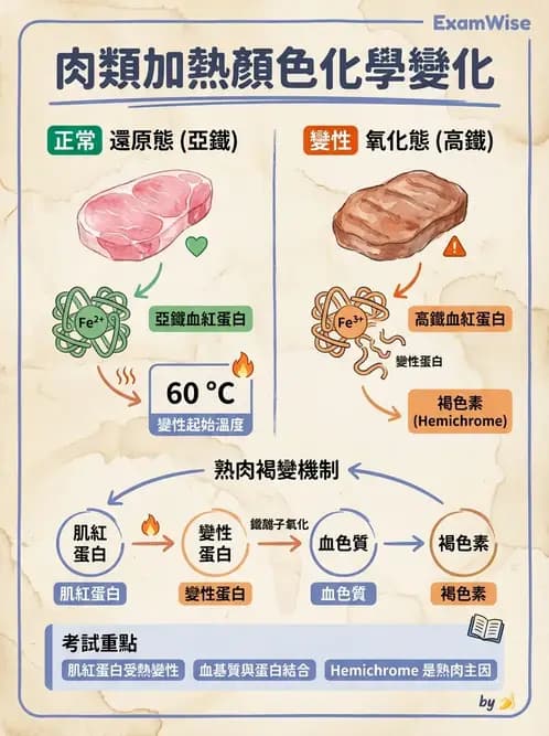 營養 - 當代營養學相關議題 - AI 圖文解析預覽