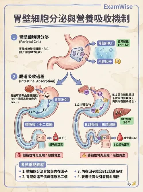 營養 - 腸胃道疾病 - AI 圖文解析預覽