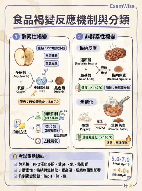 營養 - 動植物性食材製備原理 - AI 圖文解析預覽