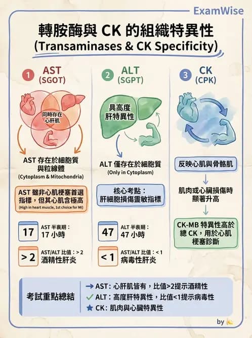 營養 - 生化指標與營養缺乏 - AI 圖文解析預覽