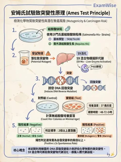 營養 - 食品安全性評估 - AI 圖文解析預覽