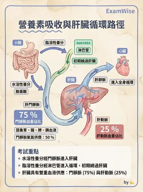營養 - 消化系統生理學 - AI 圖文解析預覽