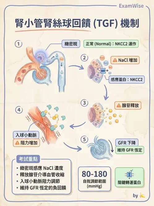 營養 - 腎臟與泌尿生理學 - AI 圖文解析預覽