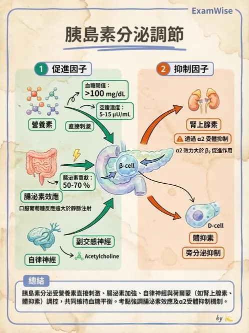 營養 - 內分泌與代謝生理學 - AI 圖文解析預覽
