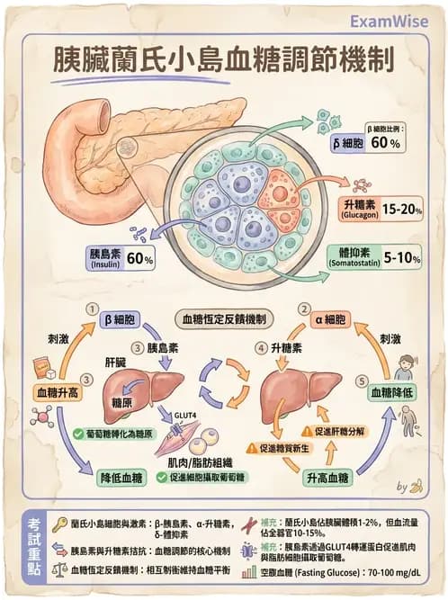 營養 - 內分泌與代謝生理學 - AI 圖文解析預覽