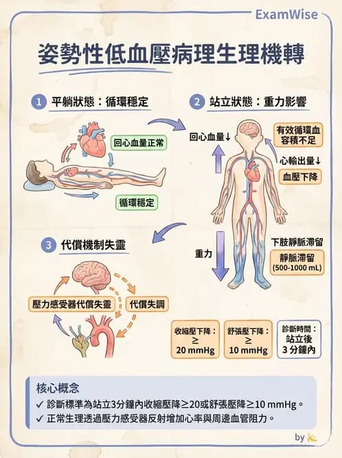 營養 - 心血管系統生理學 - AI 圖文解析預覽
