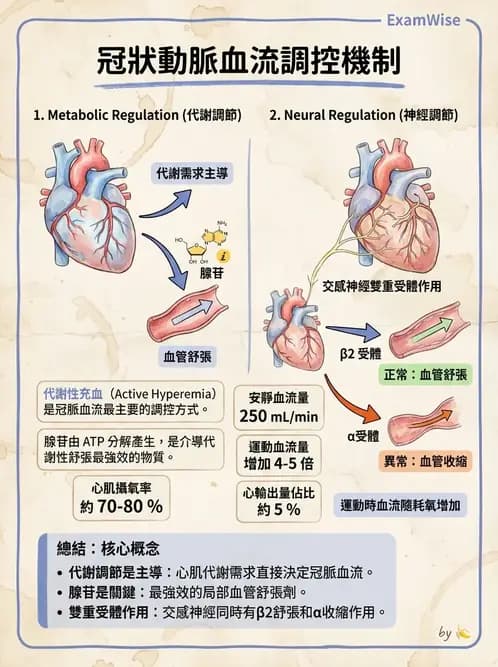 營養 - 心血管系統生理學 - AI 圖文解析預覽