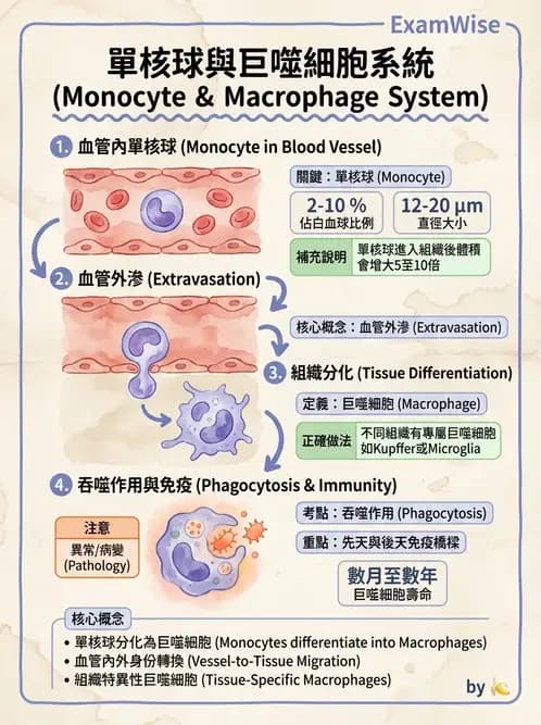 營養 - 血液與免疫 - AI 圖文解析預覽