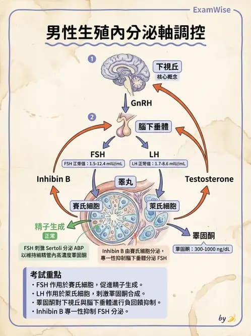 營養 - 生殖系統生理學 - AI 圖文解析預覽