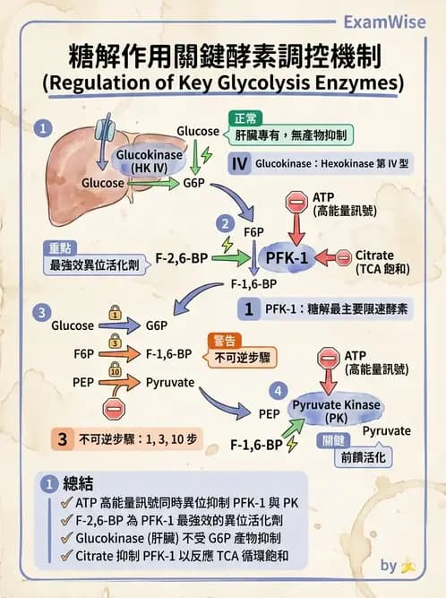 營養 - 醣類代謝 - AI 圖文解析預覽