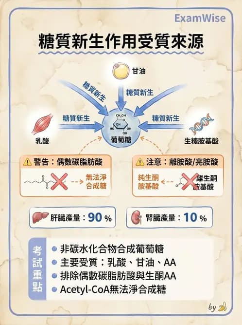 營養 - 醣類代謝 - AI 圖文解析預覽