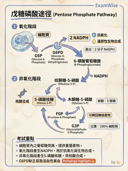 營養 - 醣類代謝 - AI 圖文解析預覽