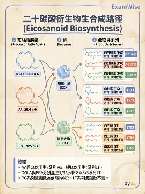 營養 - 脂質代謝 - AI 圖文解析預覽