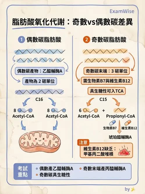 營養 - 脂質代謝 - AI 圖文解析預覽