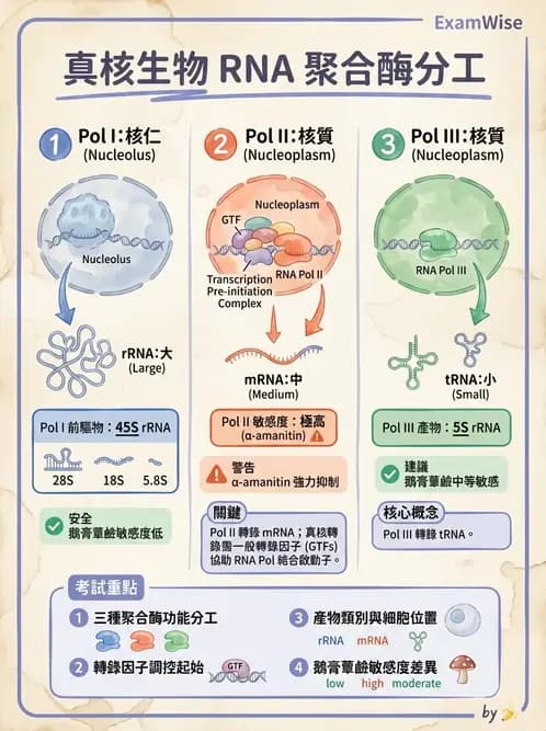 營養 - 核酸與基因表現 - AI 圖文解析預覽