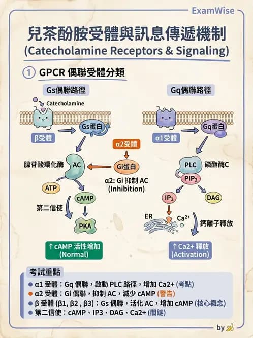 營養 - 細胞生理學 - AI 圖文解析預覽