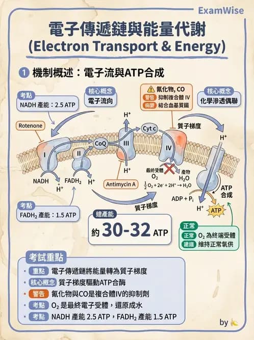 營養 - 能量代謝 - AI 圖文解析預覽