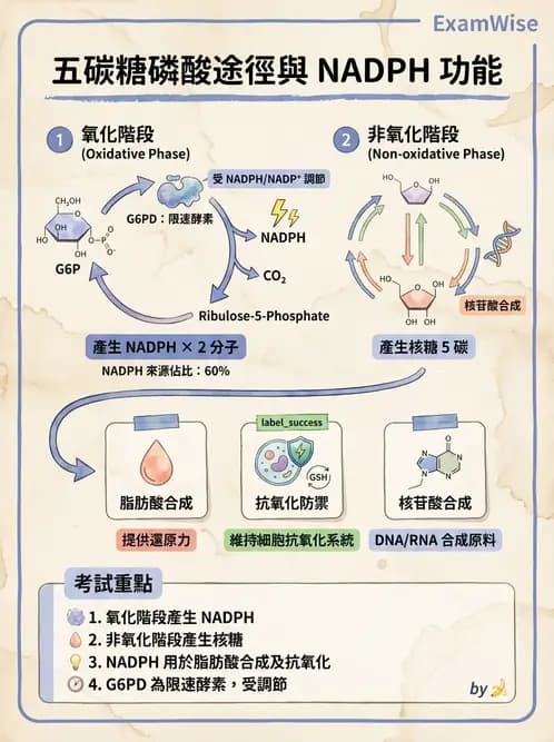營養 - 醣類代謝路徑 - AI 圖文解析預覽