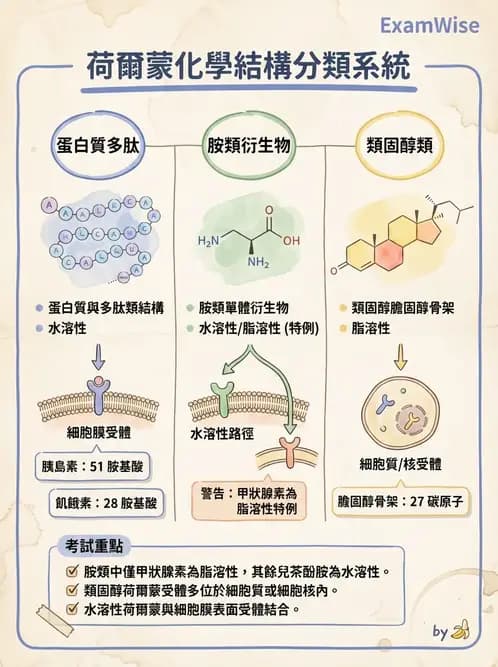 營養 - 蛋白質結構、功能與需求量 - AI 圖文解析預覽