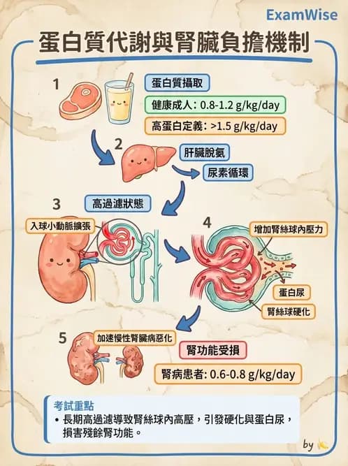 營養 - 蛋白質結構、功能與需求量 - AI 圖文解析預覽