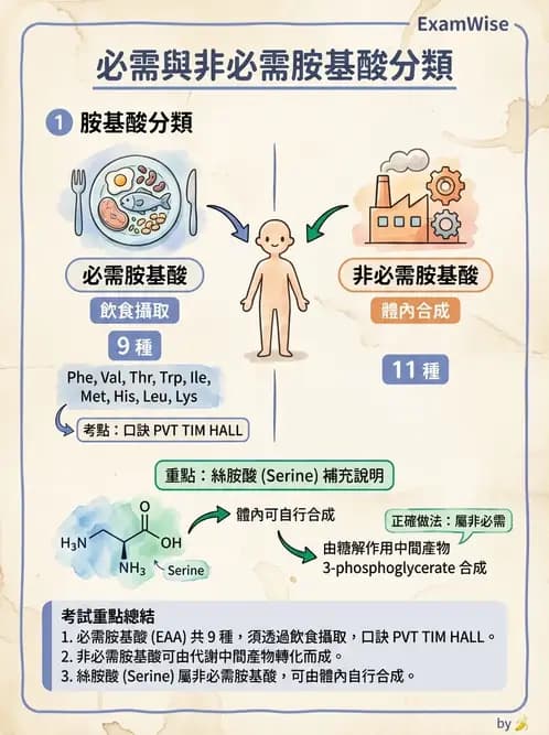 營養 - 胺基酸分類、功能與代謝 - AI 圖文解析預覽
