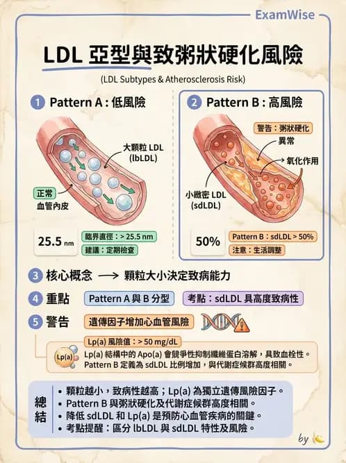 營養 - 脂蛋白與膽固醇代謝 - AI 圖文解析預覽