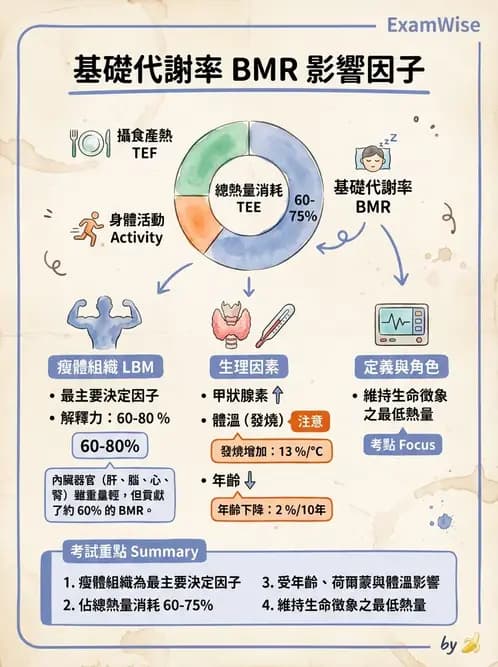 營養 - 能量平衡與食慾控制 - AI 圖文解析預覽