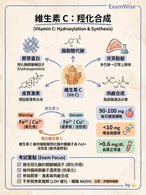 營養 - 維生素C與其他水溶性維生素 - AI 圖文解析預覽