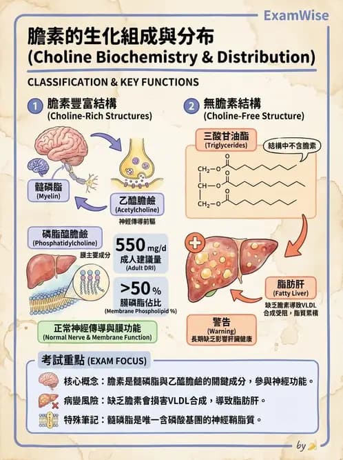 營養 - 單碳代謝與造血B群維生素 - AI 圖文解析預覽