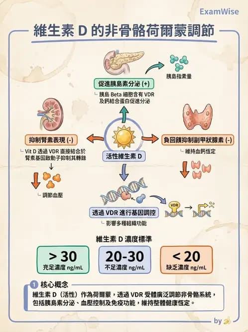 營養 - 維生素D - AI 圖文解析預覽