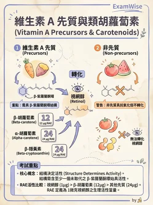 營養 - 維生素A - AI 圖文解析預覽