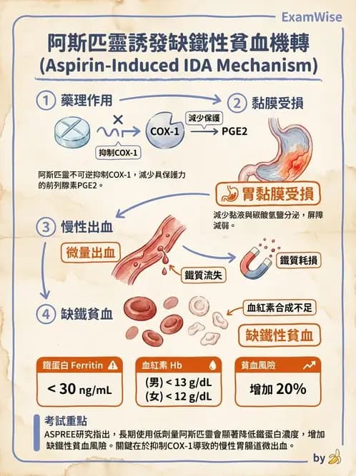 營養 - 鐵營養與貧血 - AI 圖文解析預覽