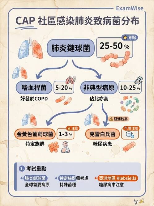 專師 - 肺炎與肺部感染 - AI 圖文解析預覽