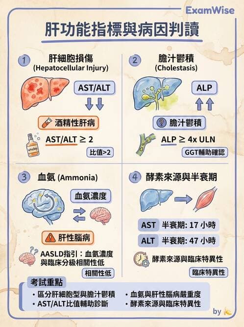 專師 - 肝炎與肝功能 - AI 圖文解析預覽