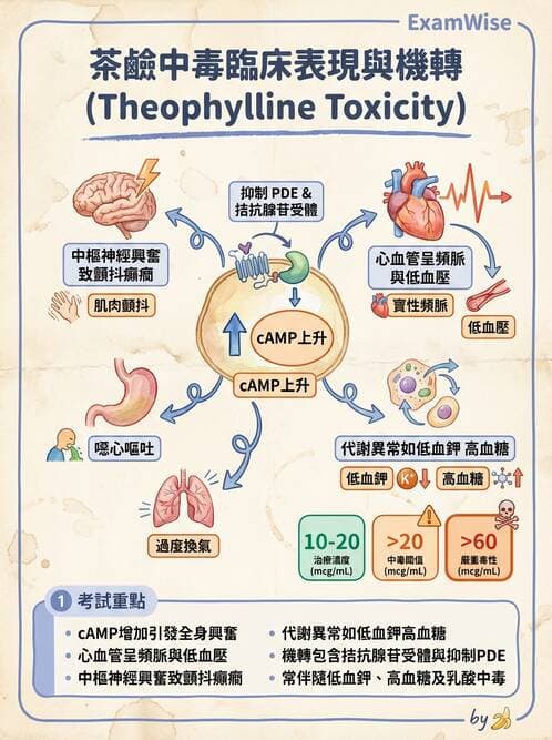專師 - 阻塞性肺病 - AI 圖文解析預覽