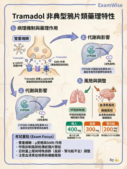 專師 - 疼痛控制與止痛藥物 - AI 圖文解析預覽