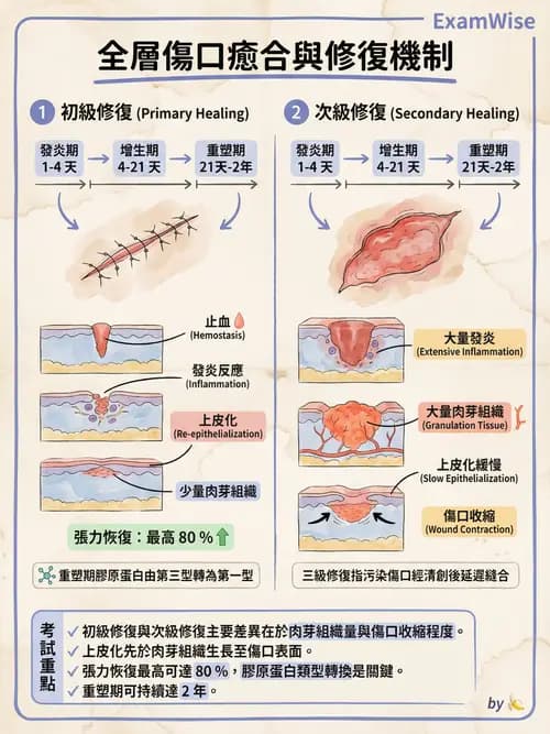 專師 - 傷口敷料與照護 - AI 圖文解析預覽