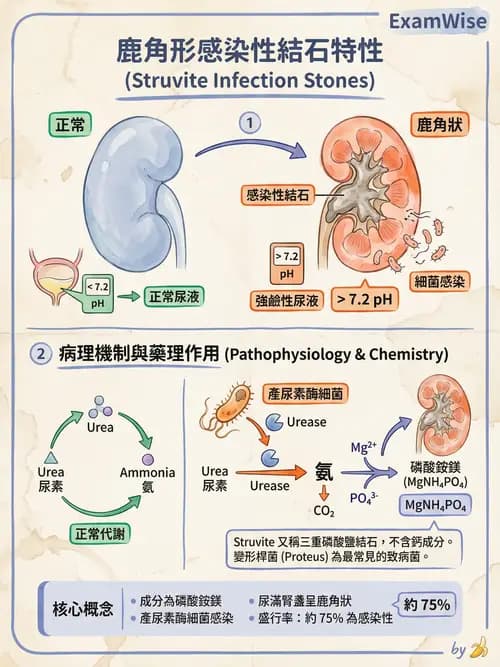 專師 - 泌尿道結石 - AI 圖文解析預覽