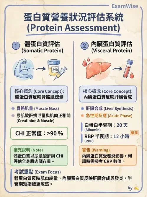 營養 - 營養評估與照護程序 - AI 圖文解析預覽